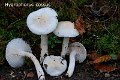 Hygrophorus cossus-amf922